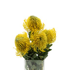 Leucospermum - South Africa