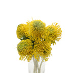 Leucospermum - South Africa