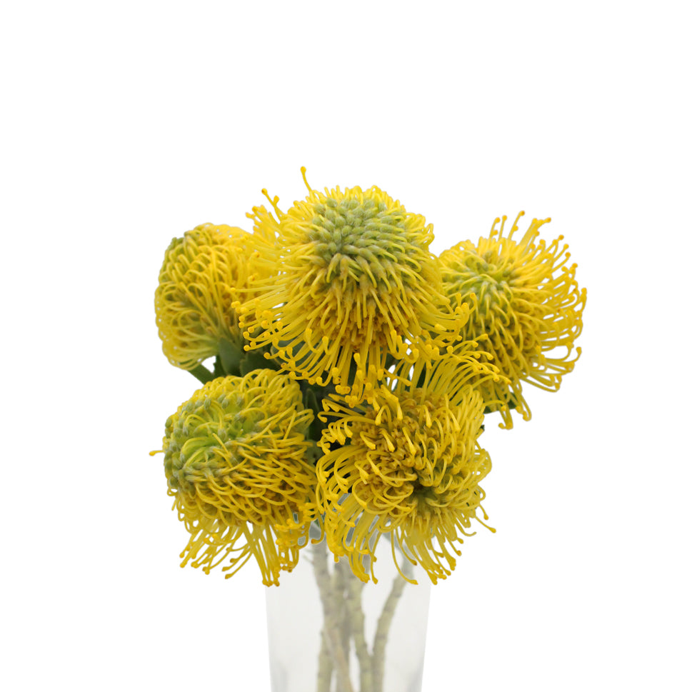 Leucospermum - South Africa