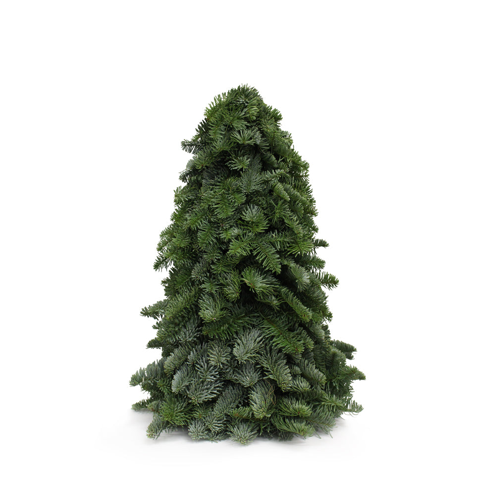 Tabletop Live Christmas Tree - Holland