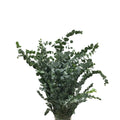 Eucalyptus Cinerea - China