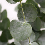 Eucalyptus Cinerea - Italy