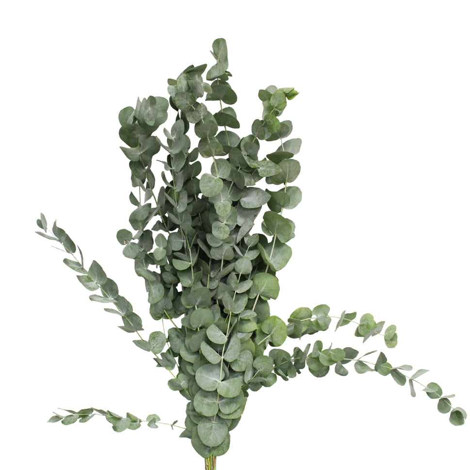 Eucalyptus Cinerea - Italy