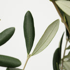 Olives Leaf - Italy