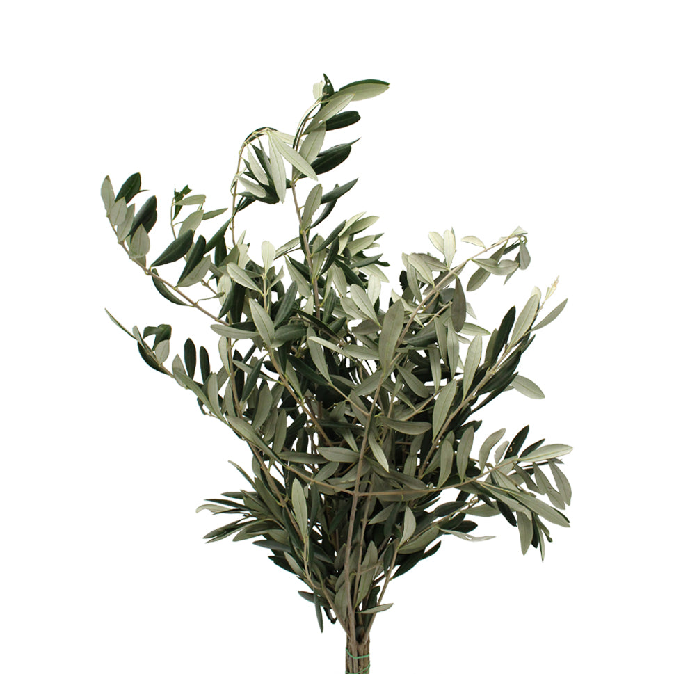 Olives Leaf - Italy
