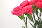 Carnation - Vietnam