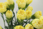 Carnation - Vietnam
