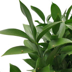 Ruscus Leaves - Vietnam