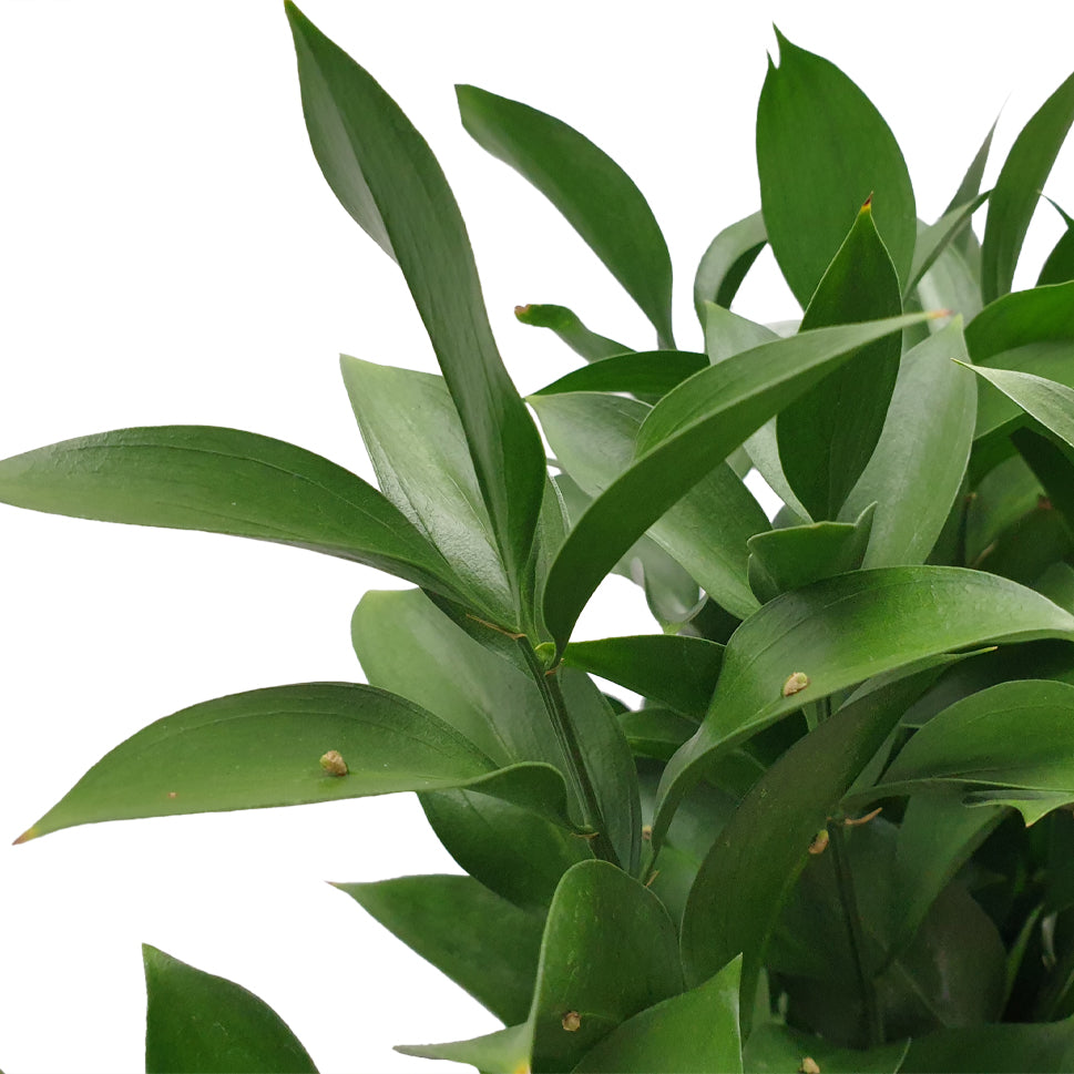 Ruscus Leaves - Vietnam