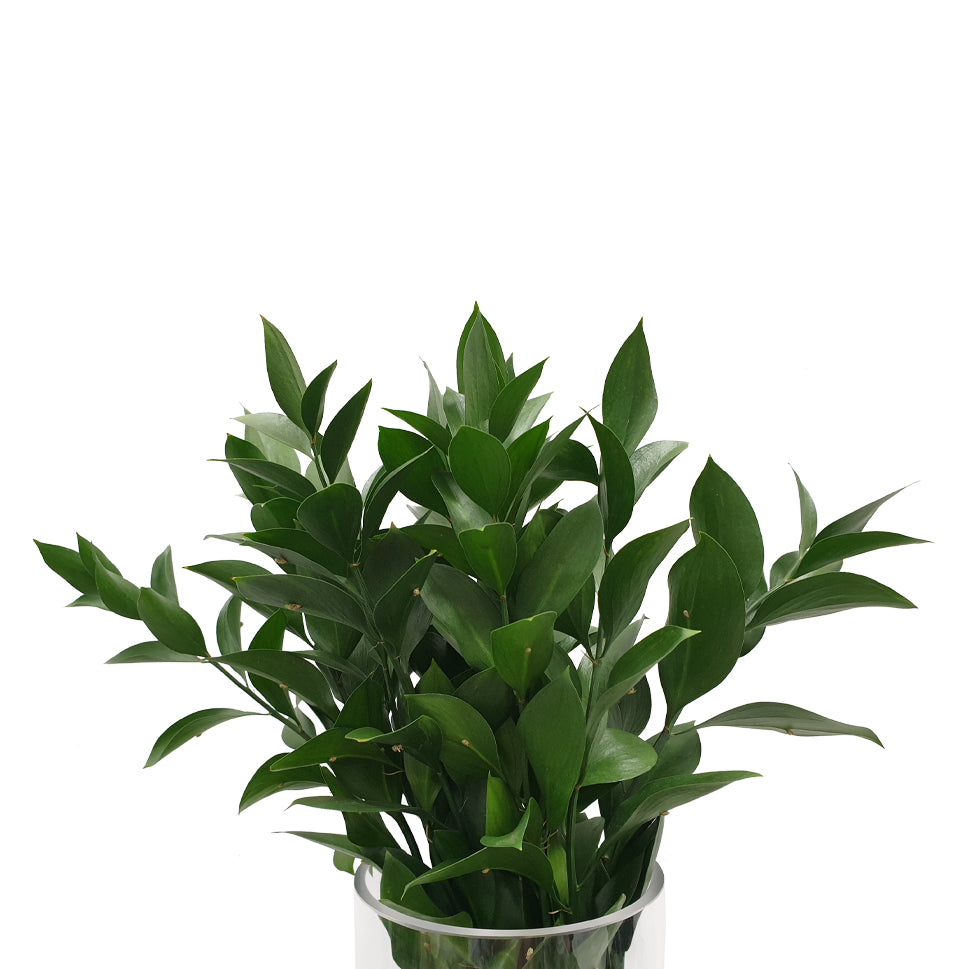 Ruscus Leaves - Vietnam