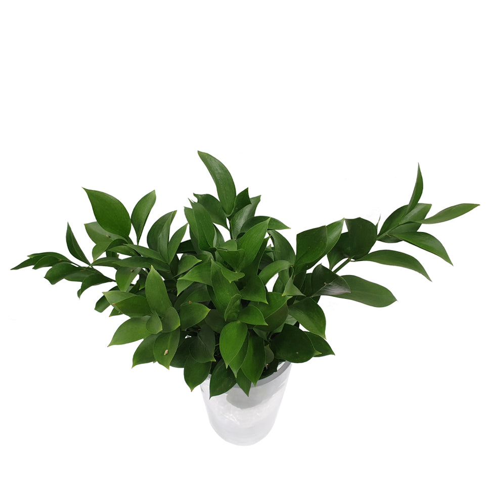 Ruscus Leaves - Vietnam