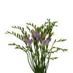 Freesia - Holland