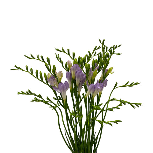 Freesia - Holland