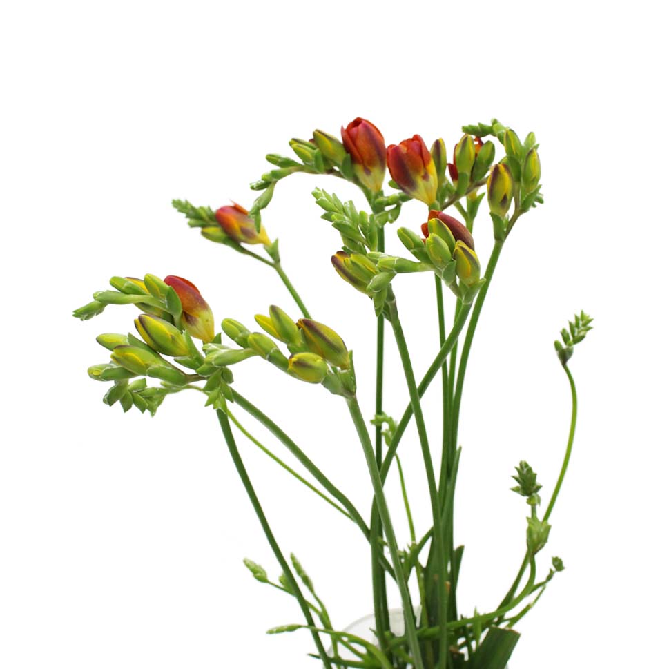 Freesia - Holland