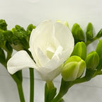 Freesia - Holland