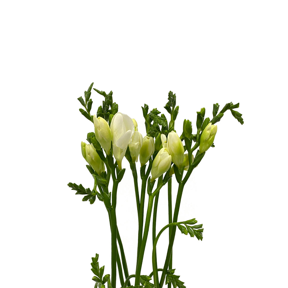 Freesia - Holland