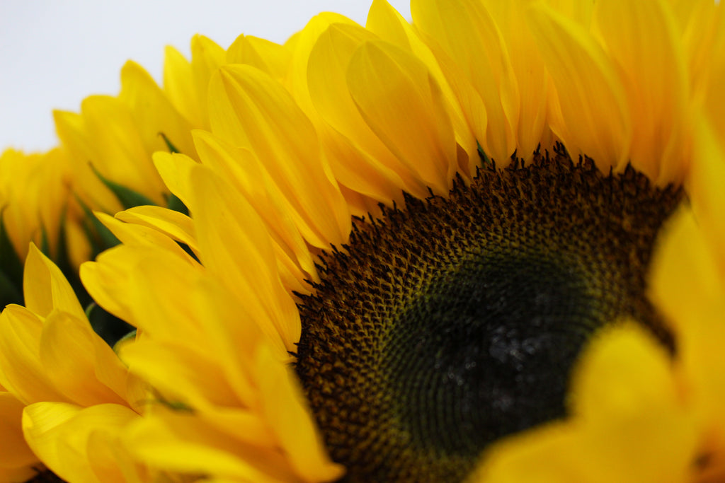 Sunflower - China
