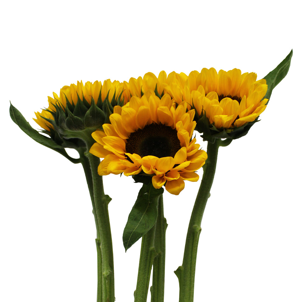 Sunflower - China