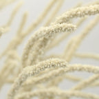 Amaranthus Yearming White - Holland