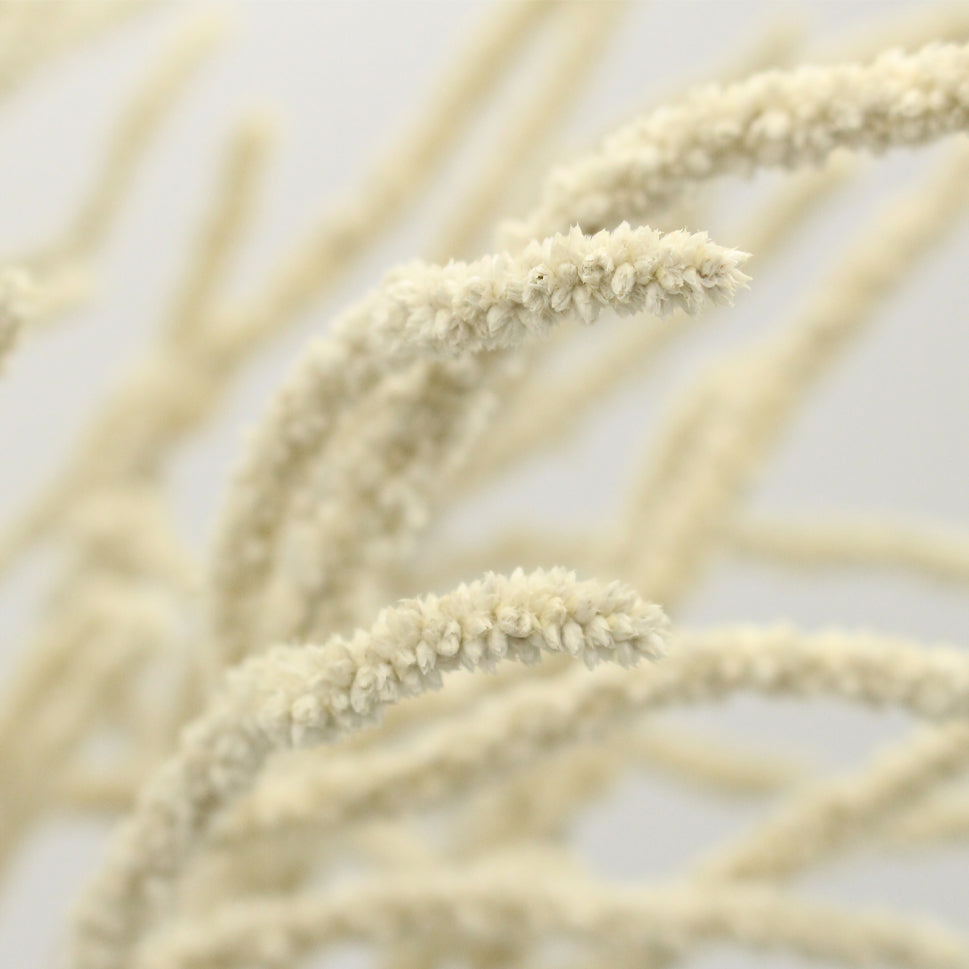 Amaranthus Yearming White - Holland