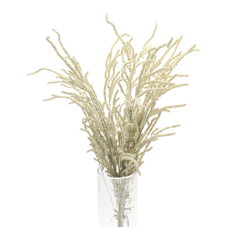 Amaranthus Yearming White - Holland