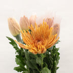 Chrysanthemum Net Anastasia D.Brown -Bronze  Vietnam