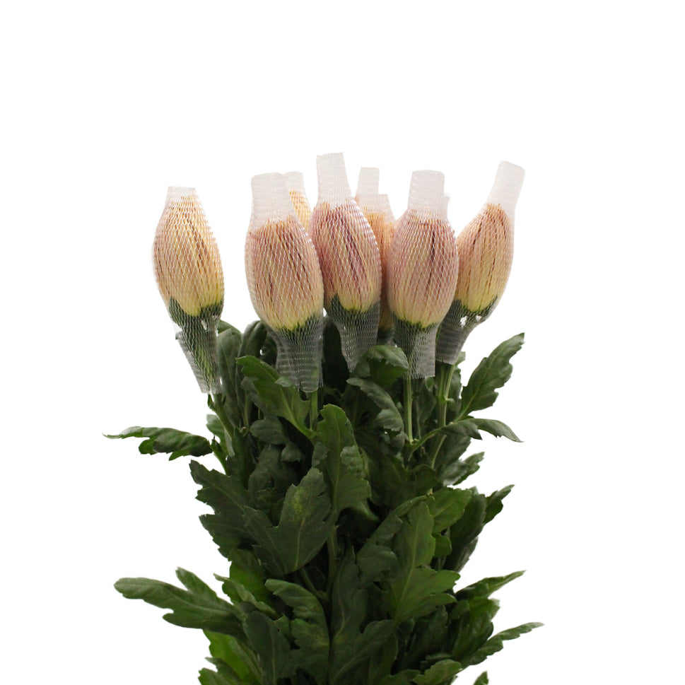 Chrysanthemum Net Anastasia D.Brown -Bronze  Vietnam