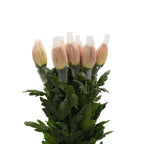Chrysanthemum Net Anastasia D.Brown -Bronze  Vietnam