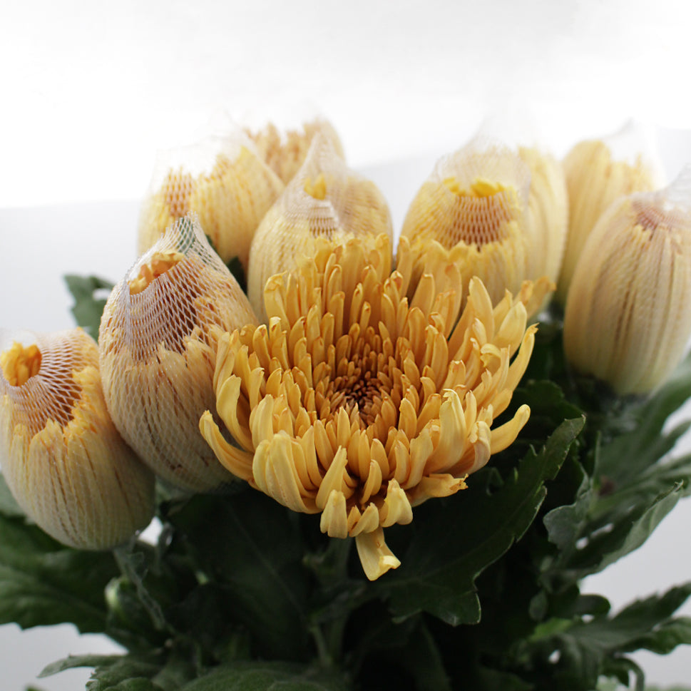 Chrysanthemum Net Anastasia D.Brown -Bronze  Vietnam