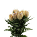 Chrysanthemum Net Anastasia D.Brown -Bronze  Vietnam