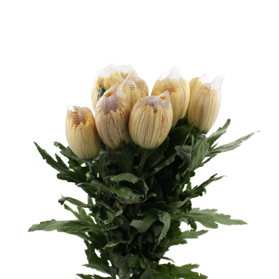 Chrysanthemum Net Anastasia D.Brown -Bronze  Vietnam