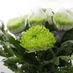 Chrysanthemum Net Zembia Lime - Vietnam