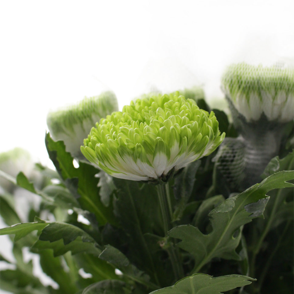 Chrysanthemum Net Zembia Lime - Vietnam