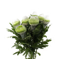 Chrysanthemum Net Zembia Lime - Vietnam