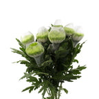 Chrysanthemum Net Zembia Lime - Vietnam