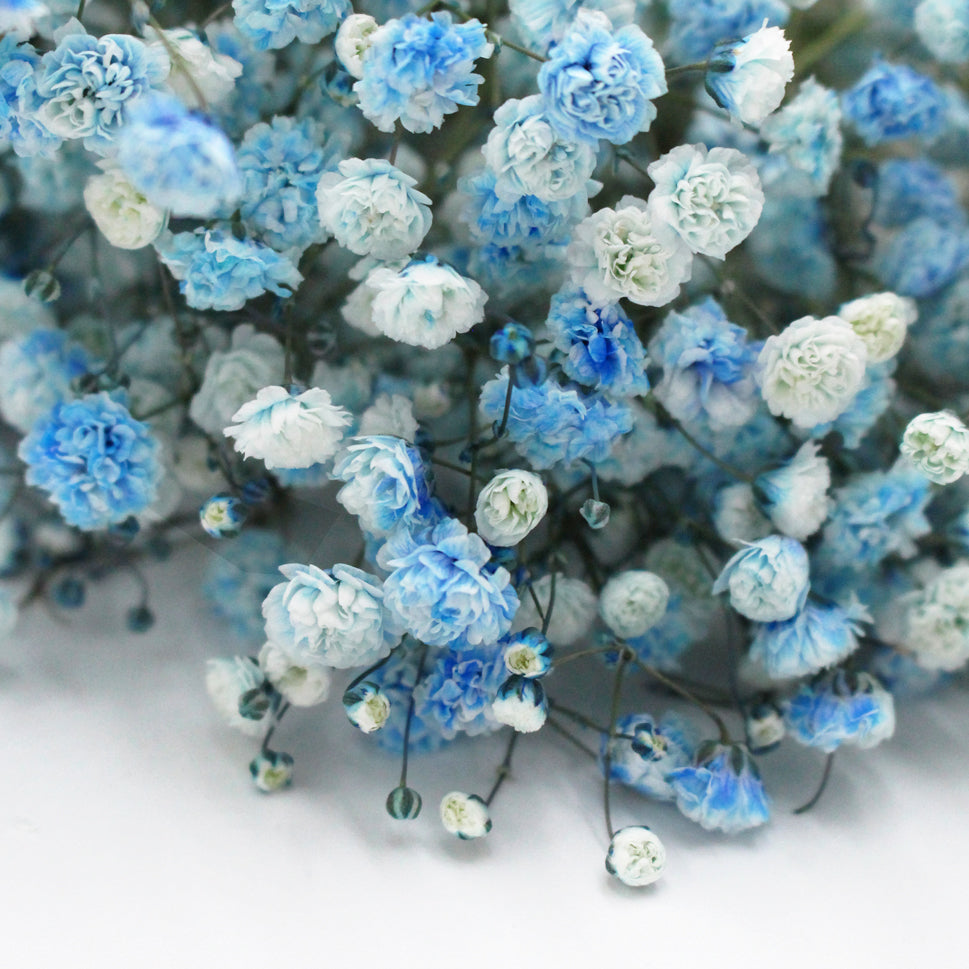 Baby Breath Xlence Tinted 250g - Ecuador