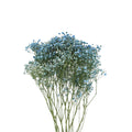 Baby Breath Xlence Tinted 250g - Ecuador