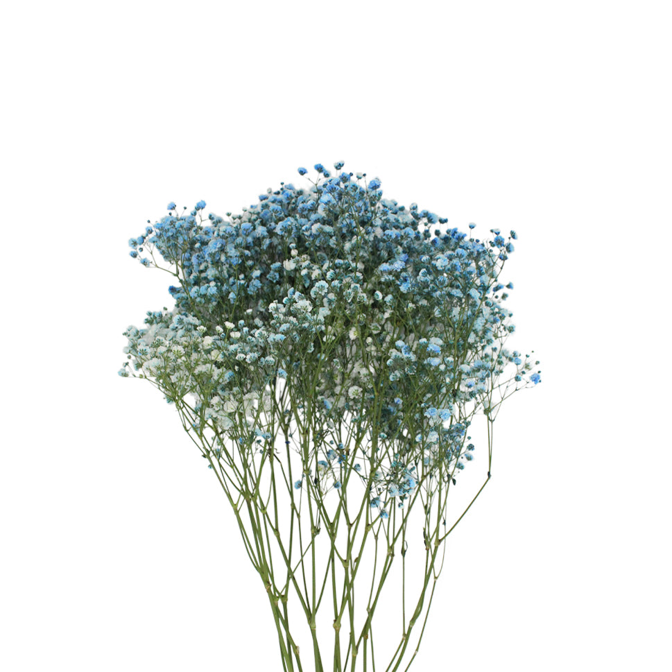 Baby Breath Xlence Tinted 250g - Ecuador