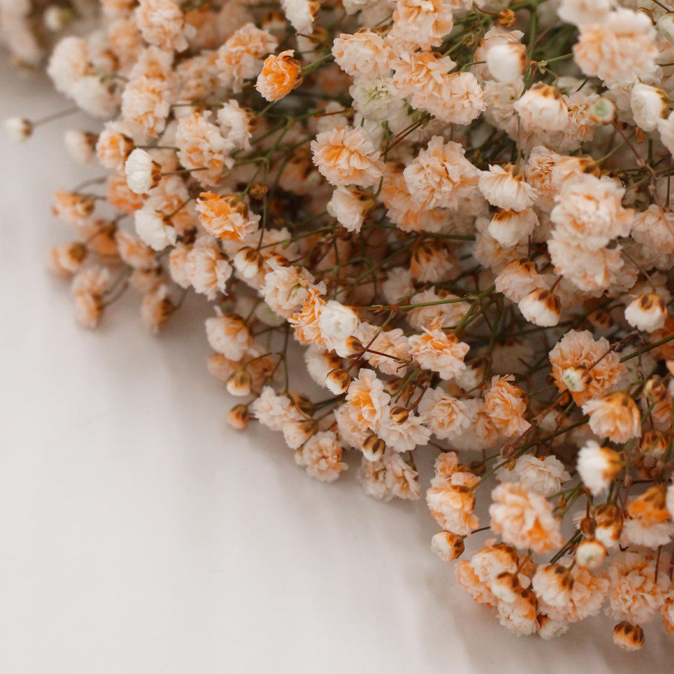 Baby Breath Xlence Tinted 250g - Ecuador