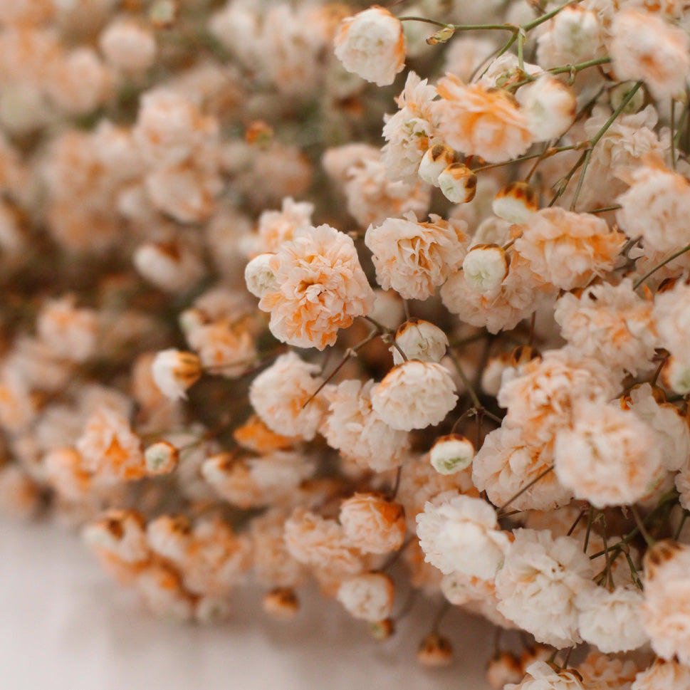 Baby Breath Xlence Tinted 250g - Ecuador