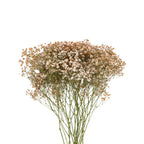 Baby Breath Xlence Tinted 250g - Ecuador