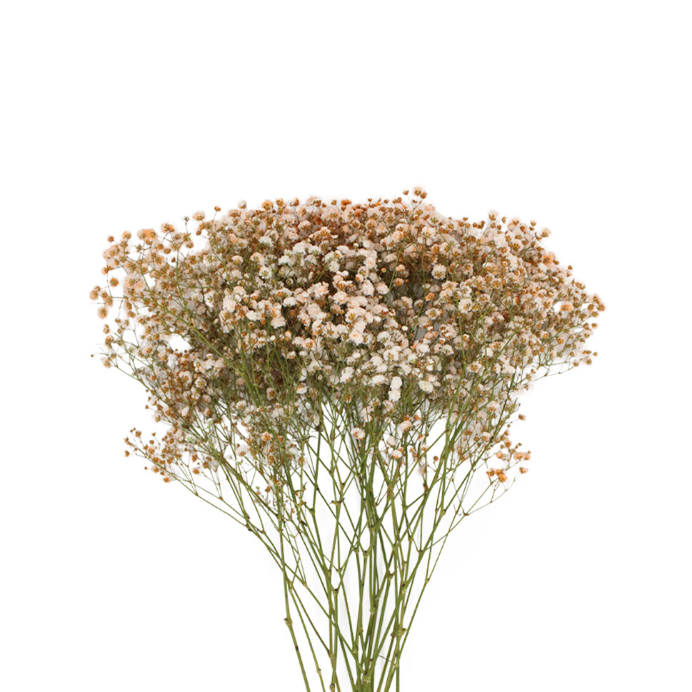 Baby Breath Xlence Tinted 250g - Ecuador