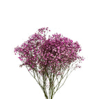 Baby Breath Xlence Tinted 250g - Ecuador