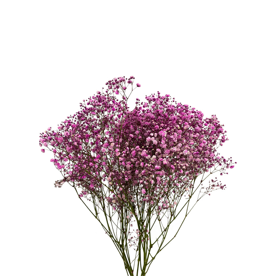 Baby Breath Xlence Tinted 250g - Ecuador