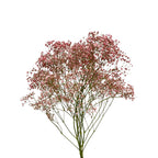 Baby Breath Xlence Tinted 250g - Ecuador