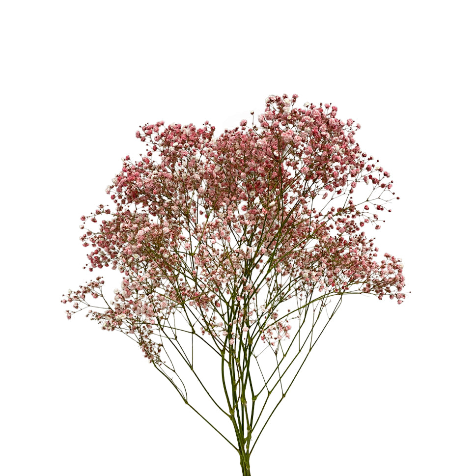 Baby Breath Xlence Tinted 250g - Ecuador