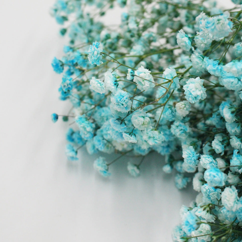 Baby Breath Xlence Tinted 250g - Ecuador