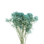 Baby Breath Xlence Tinted 250g - Ecuador