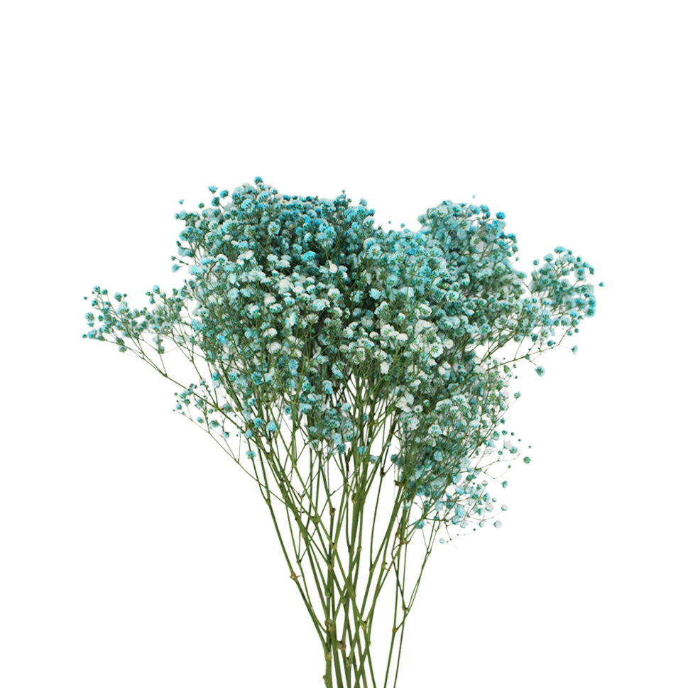 Baby Breath Xlence Tinted 250g - Ecuador