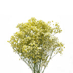 Baby Breath Xlence Tinted 250g - Ecuador